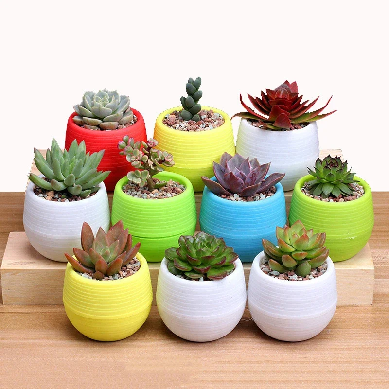Succulent Plants Flower Pot Fl - Plant Desk Mini บทวิจารณ์และราคา