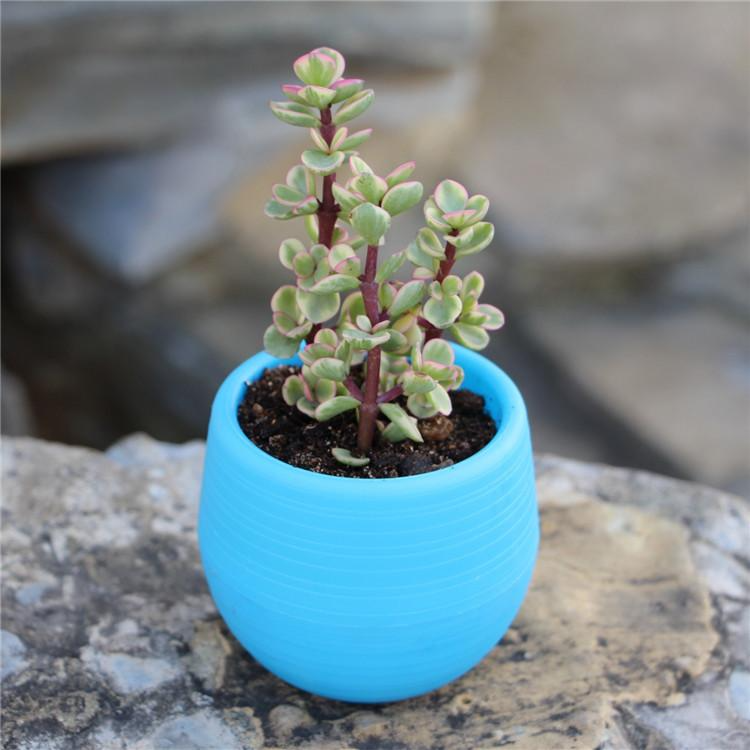 1pcs 7*7cm Mini Pp Resin Plast - Plant Desk Mini บทวิจารณ์และราคา
